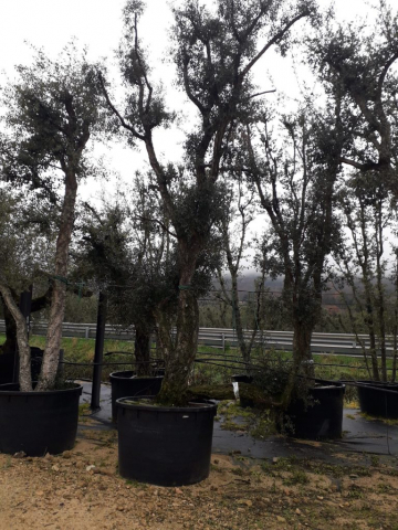 Pianta del sughero