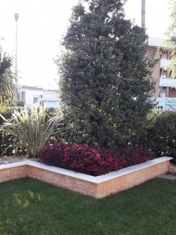 Corbezzolo, cespuglio a fiore