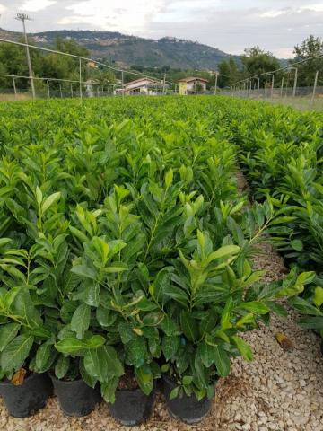 Lauro