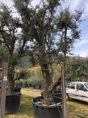 Pianta del sughero