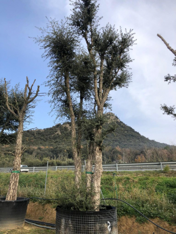 Pianta del sughero
