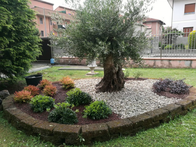 Ulivo, pittosforo nandina